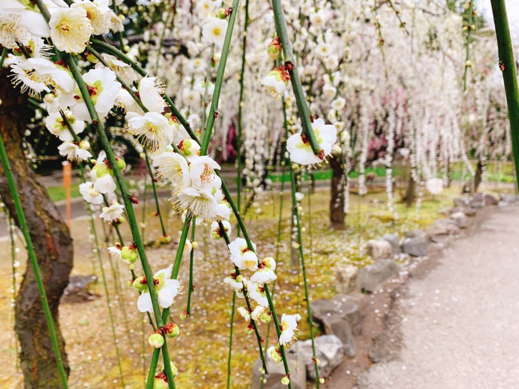 京都・城南宮2020年の梅の見頃と開花状況は？しだれ梅と椿まつりを実際の写真とともに紹介！